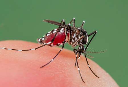 mosquito-aedes-albopictus