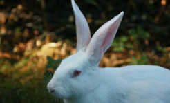 white rabbit trends